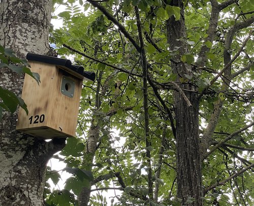 Nistkasten 120 im Baum