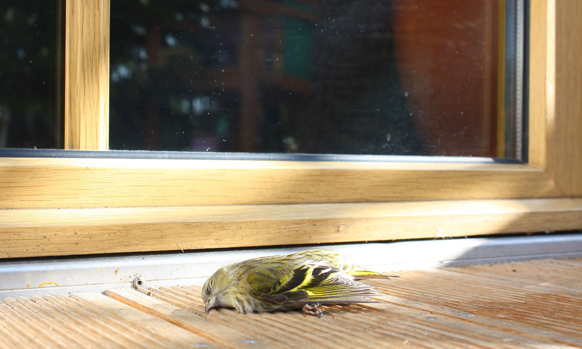 Toter Erlenzeisig auf Terrasse