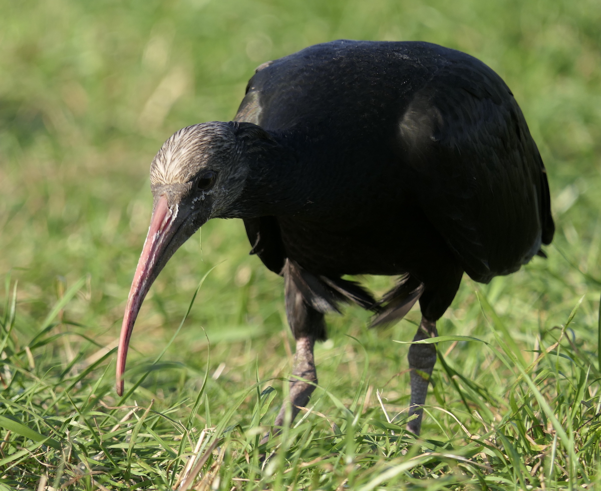 Jungvogel Waldrapp Becco