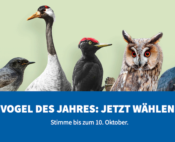 Kandidaten zur Wahl Vogel des Jahres