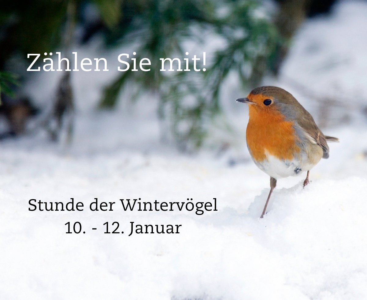 Rotkehlchen im Schnee