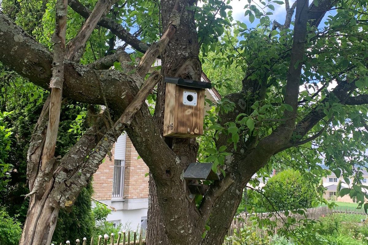 Nistkasten im Baum