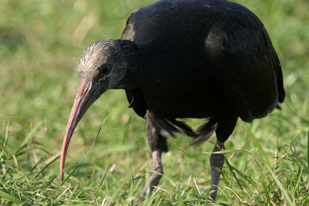 Jungvogel Waldrapp Becco