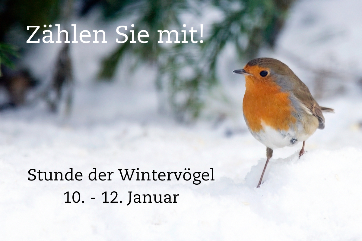 Rotkehlchen im Schnee