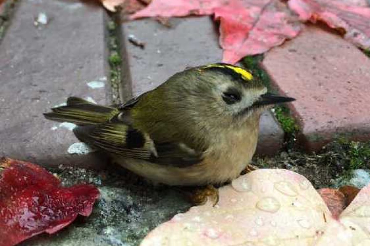 Desorientiertes Wintergoldhähnchen am Boden