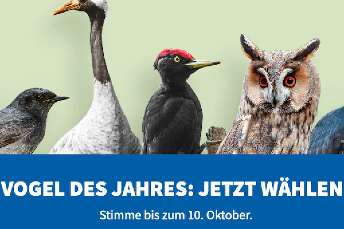 Kandidaten zur Wahl Vogel des Jahres