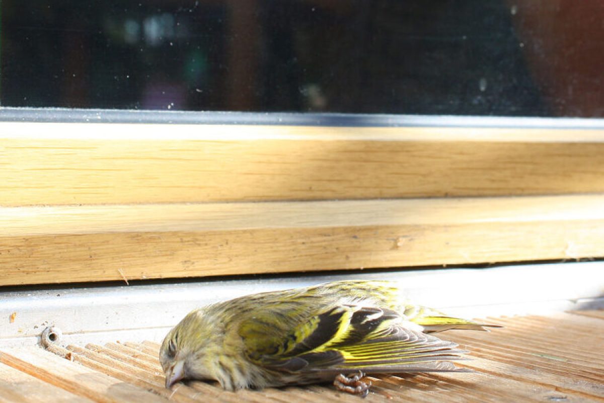 Toter Erlenzeisig auf Terrasse