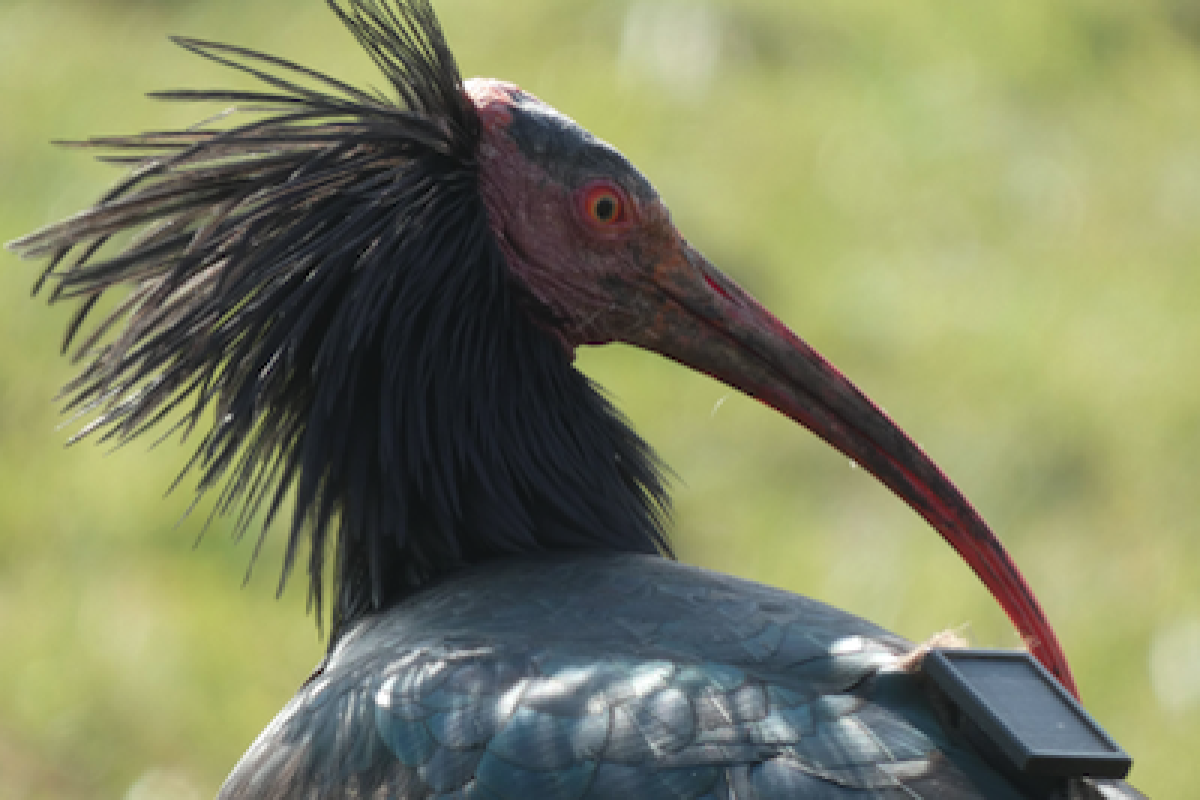 Waldrapp mit GPS-Gerät am Rücken